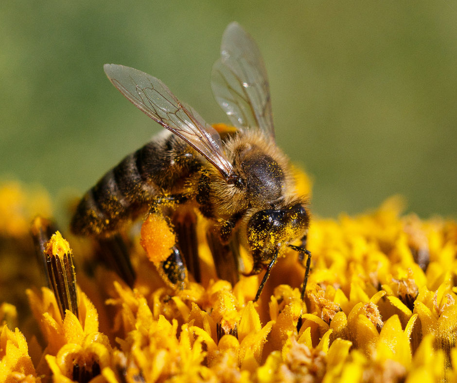 Why local, raw honey?